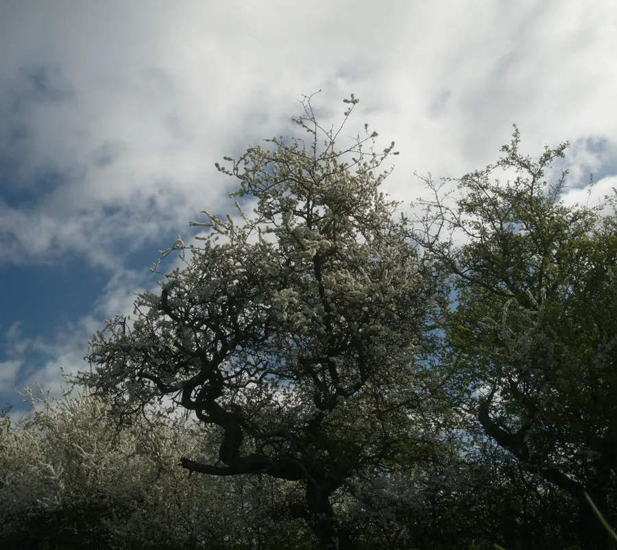 Claxby, photograph 6