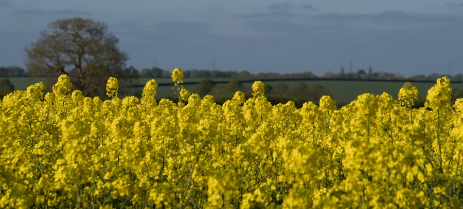 Elsham, photograph 4