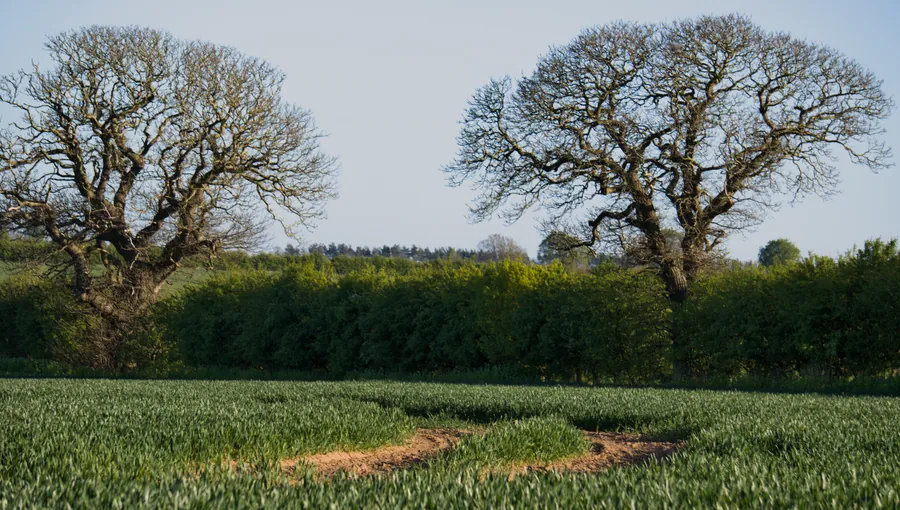 Elsham, photograph 8