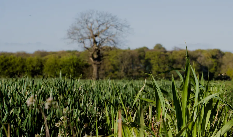 Elsham, photograph 10