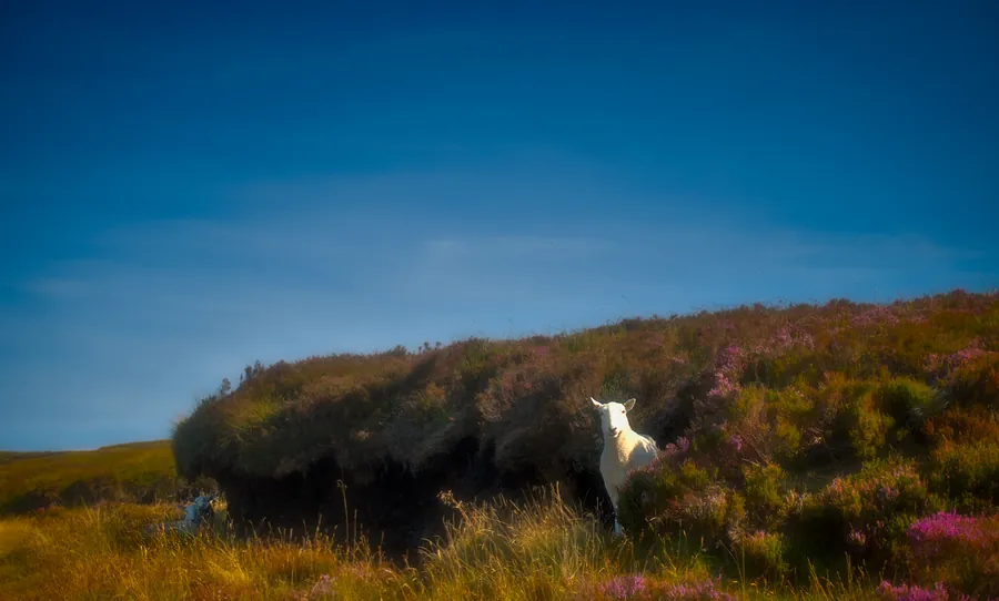 Llangurig, photograph 16