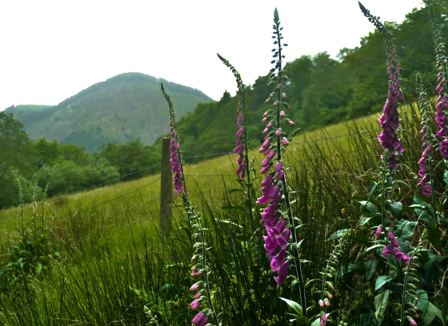 Llangynog, photograph 53