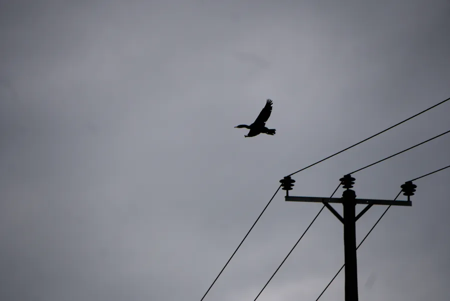 River Ancholme, photograph 4