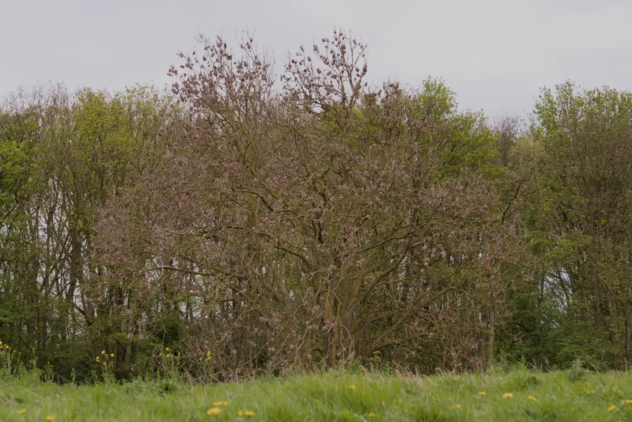 River Ancholme, photograph 5