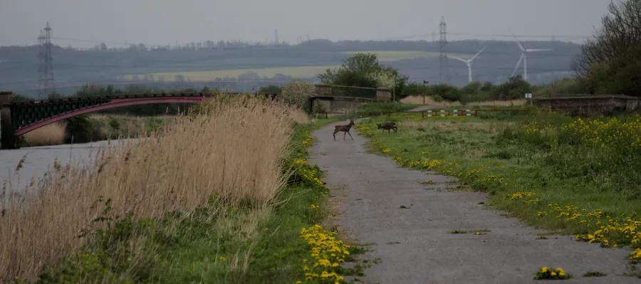 River Ancholme, photograph 6