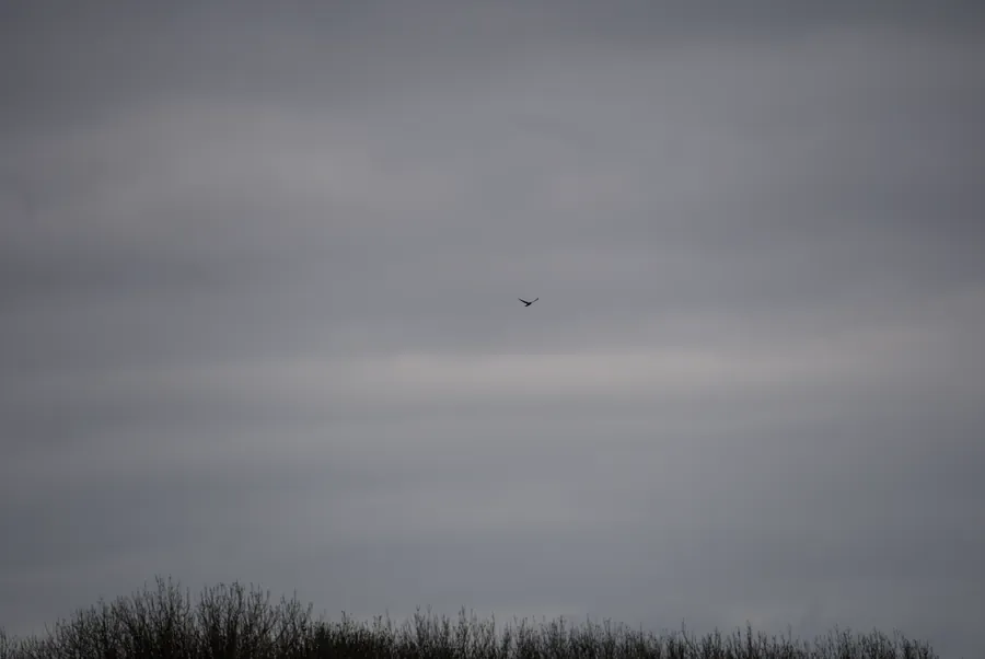 River Ancholme, photograph 7