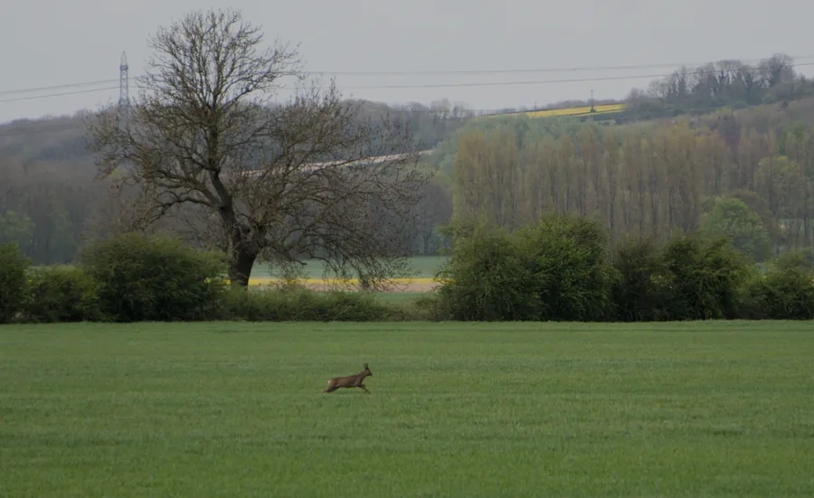 River Ancholme, photograph 9