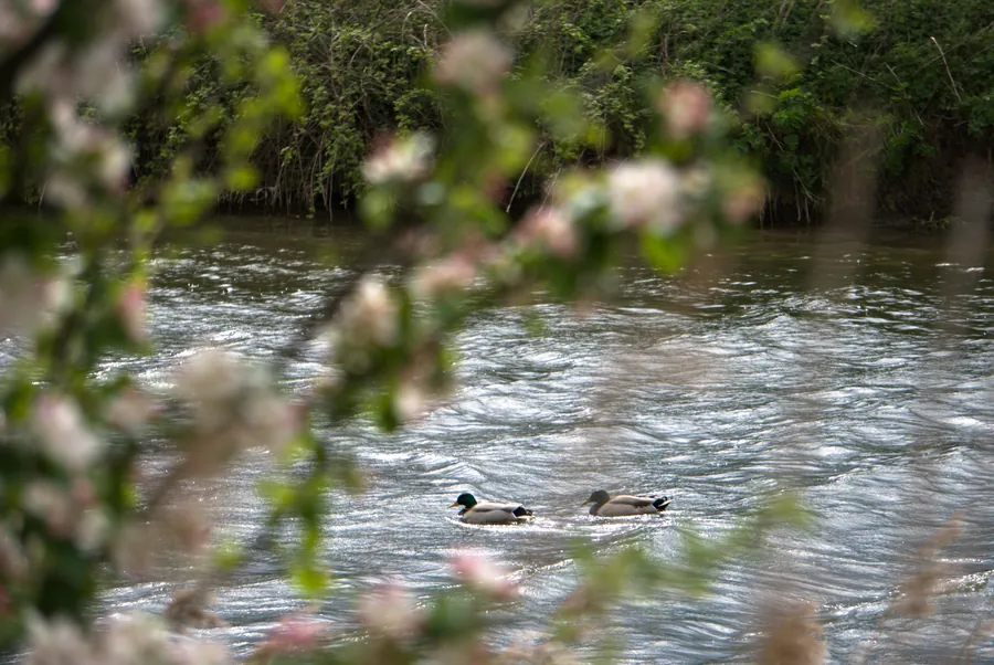 River Ancholme, photograph 12